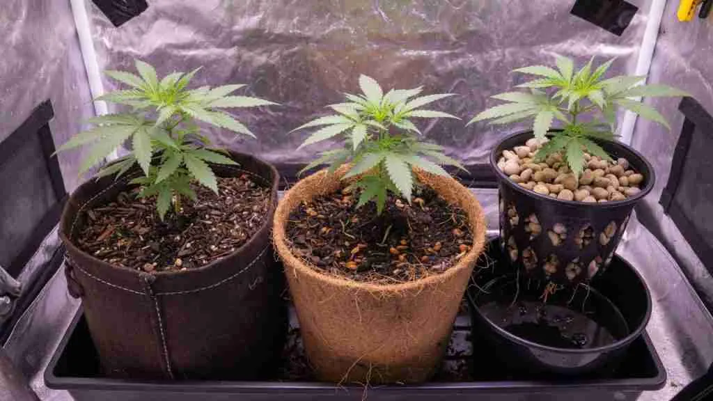 Three young cannabis plants in soil, coco, and a clay net pot over a reservoir