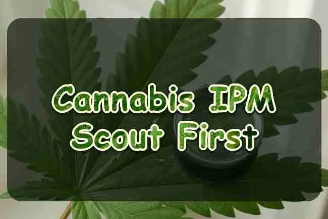 Integrated Pest Management for Cannabis