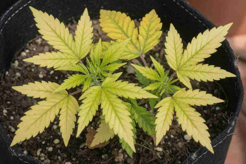 Cannabis plant with yellow new leaves from high soil pH iron lockout