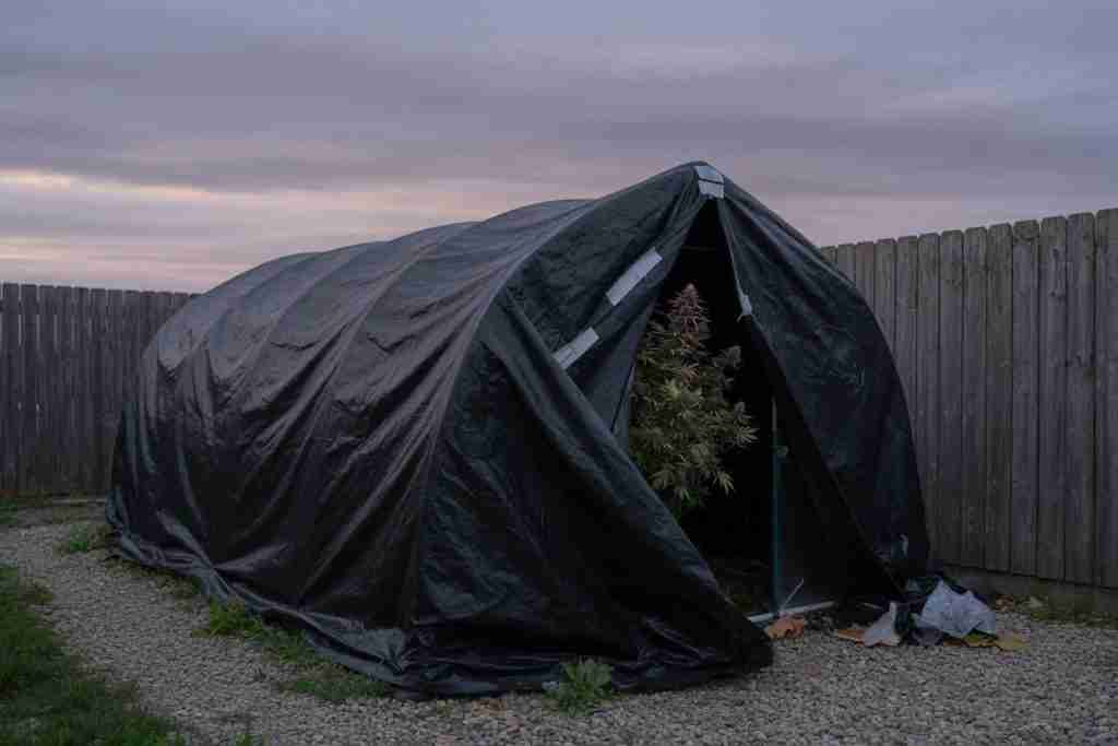 Backyard hoop greenhouse covered in black tarp for cannabis light deprivation with a flowering plant visible at the flap