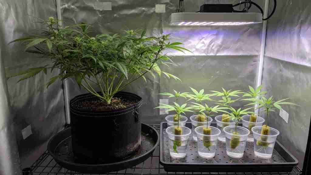 Photoperiod cannabis mother plant in a fabric pot with clone cuttings in cups under a modest LED