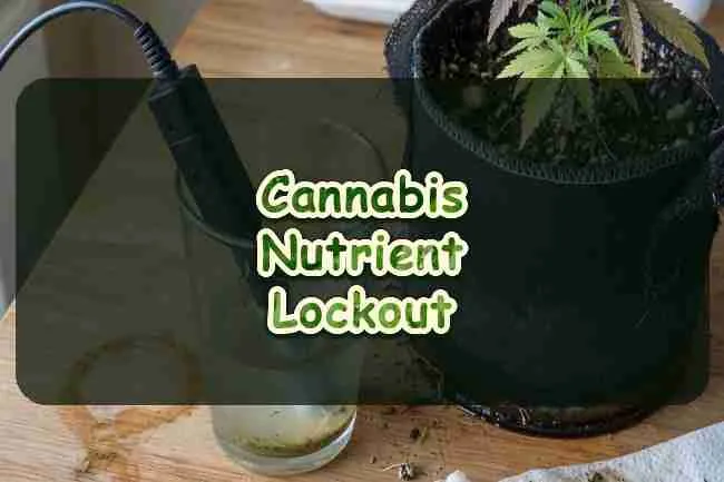 Cannabis Nutrient Lockout
