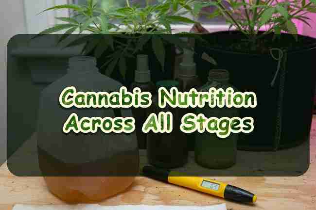 Cannabis Nutrition Across All Stages