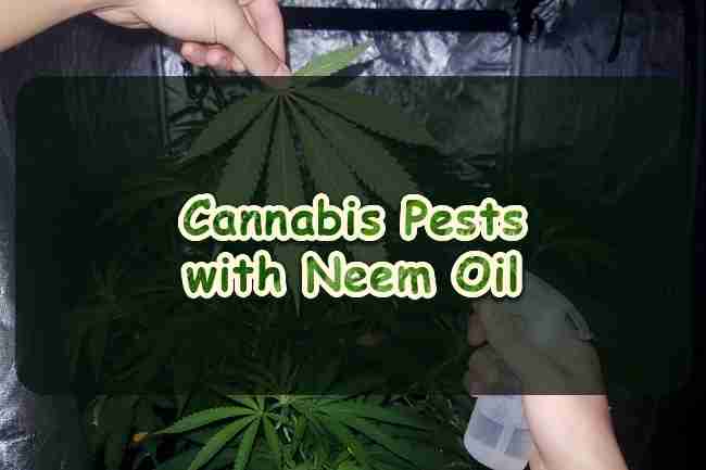 Cannabis Pests with Neem Oil