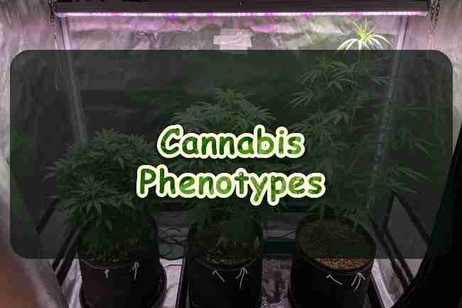 Cannabis Phenotypes in Breeding
