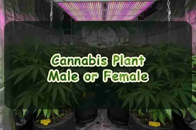 Cannabis Plant Male or Female