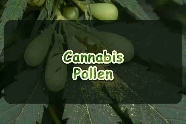 Cannabis Pollen
