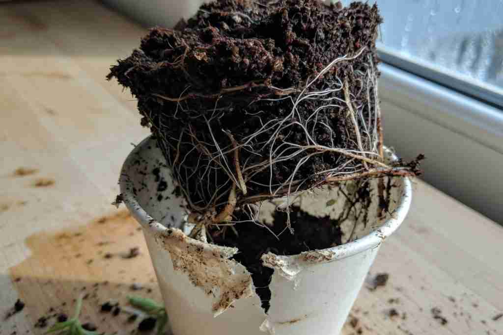 Cannabis seedling root ball lifted from a paper cup, white hyphae and fine roots in dark mix on a wooden bench by a window