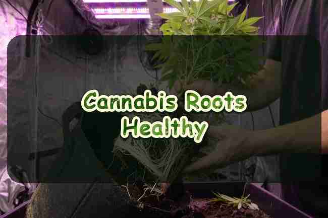 Cannabis Roots Healthy