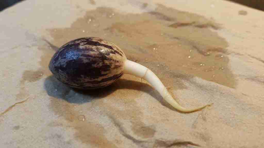 Dark cannabis seed with a short white taproot on a damp paper towel