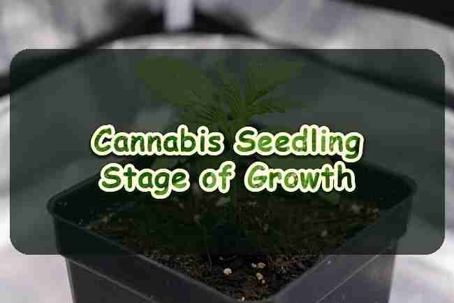 Cannabis Seedling Stage of Growth