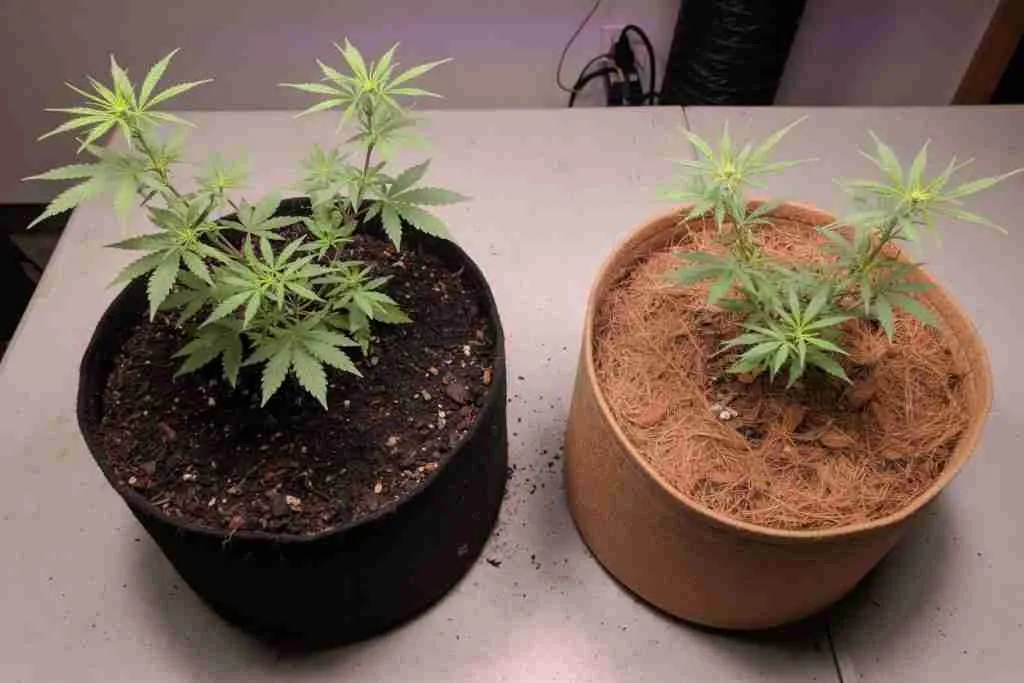 Cannabis in dark soil next to cannabis in coco coir on a grow table