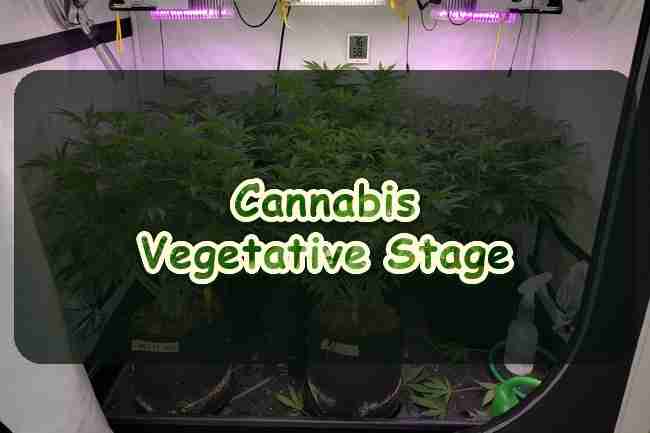 Cannabis Vegetative Stage