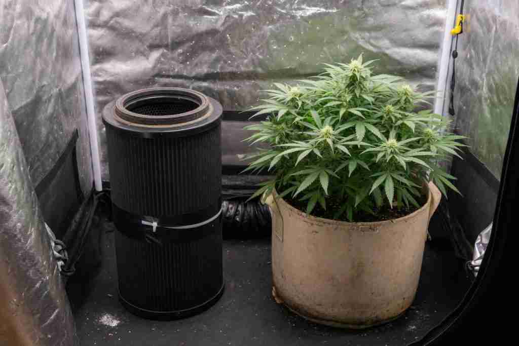 A closed carbon filter standing next to a potted cannabis plant