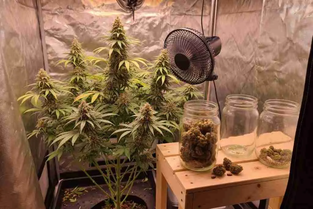 A flowering cannabis plant beside a fan and glass jars