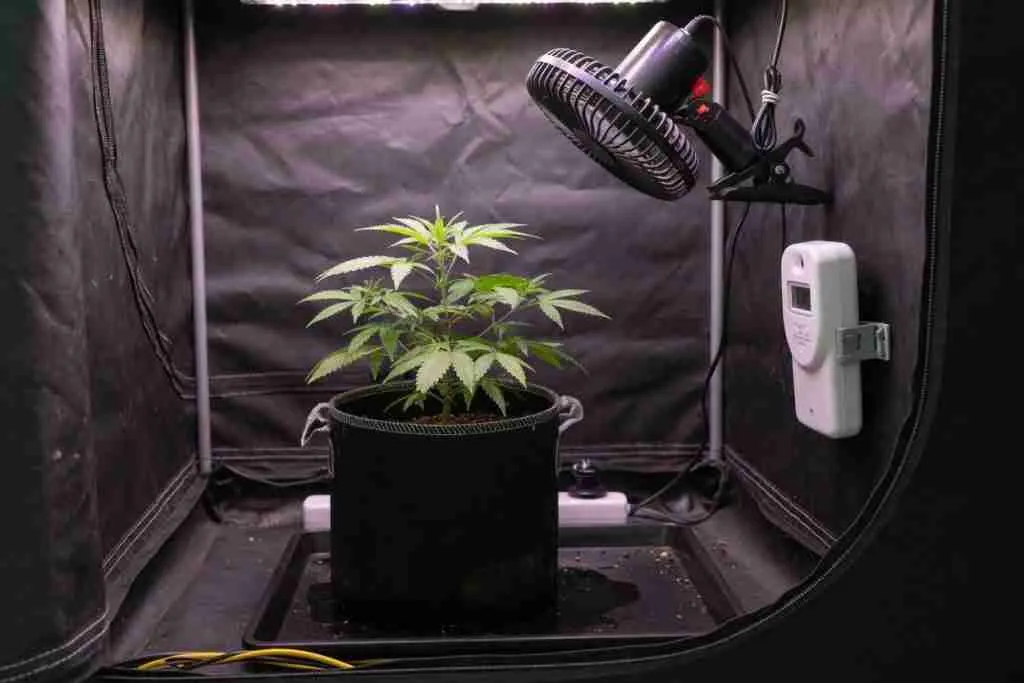 A young cannabis plant in a small tent with a fan