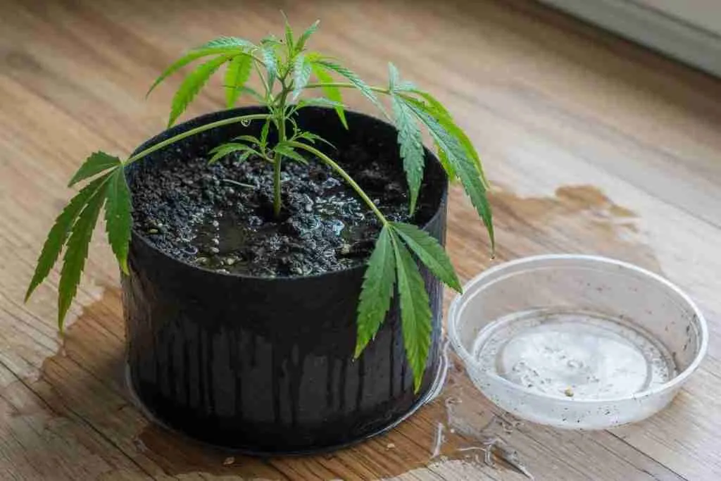 A drooping cannabis plant in a soaked fabric pot