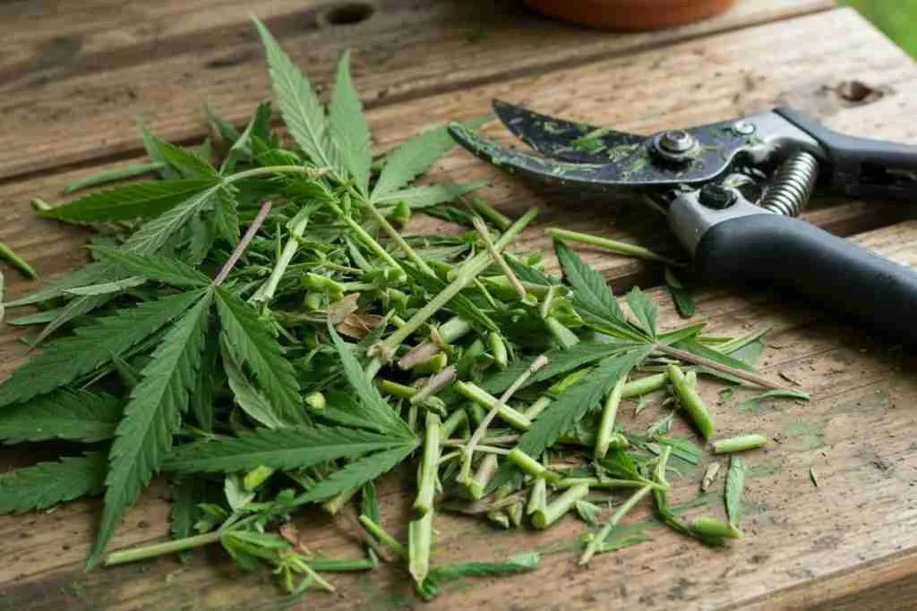 Chopped cannabis leaves and short stem pieces