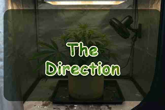 A cannabis plant in a fabric pot under a tent lamp