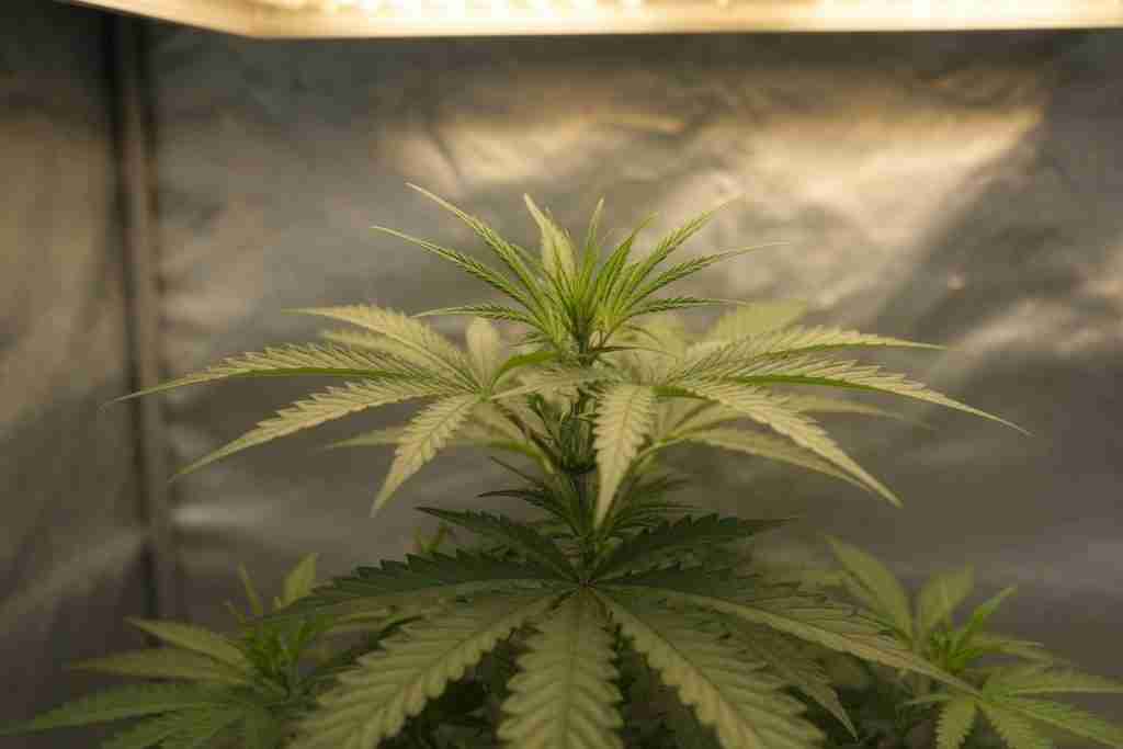 Flat new leaves at the top of a cannabis plant
