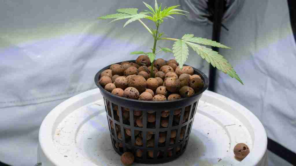 Young cannabis plant in a black mesh net pot filled with expanded clay pebbles on a white bucket lid