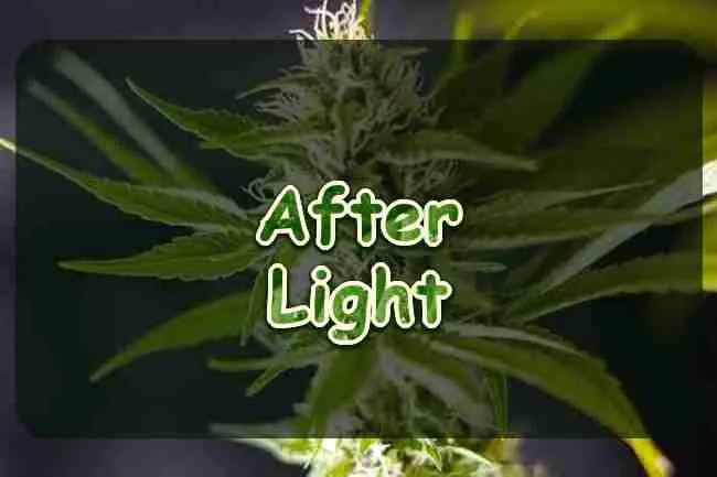 A cannabis cola in flower