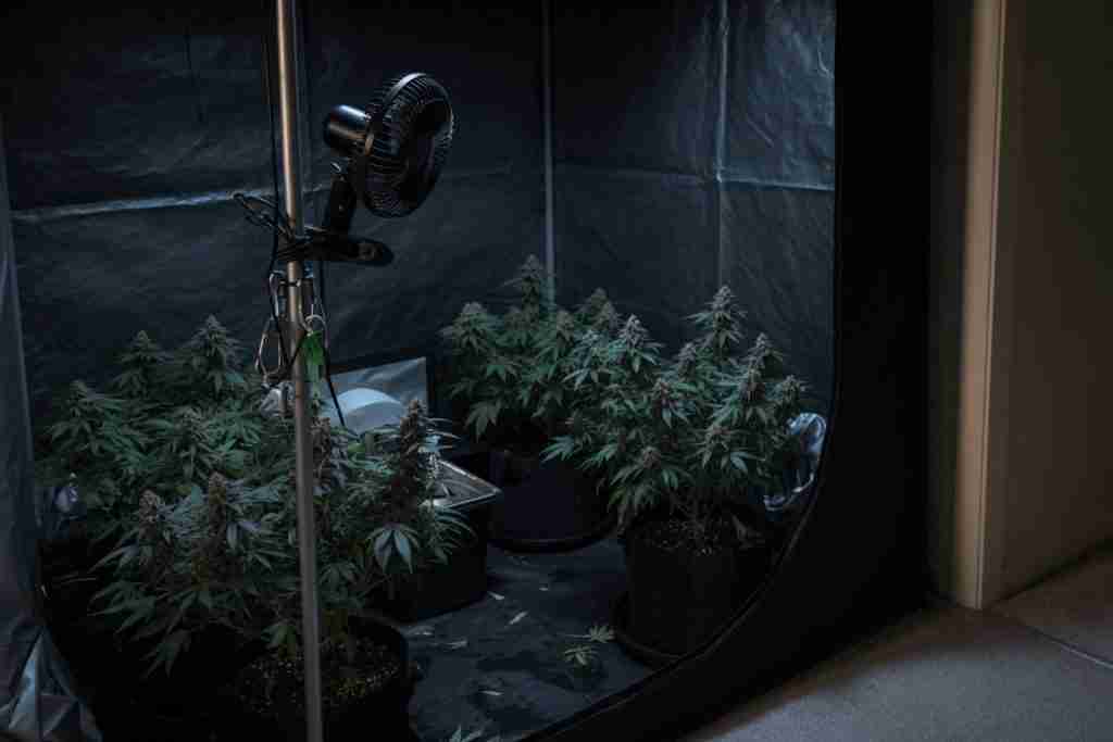 A cannabis tent with the lights off