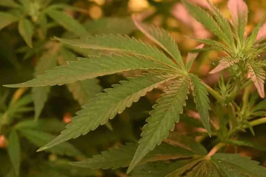 Cannabis leaves under a warm grow light