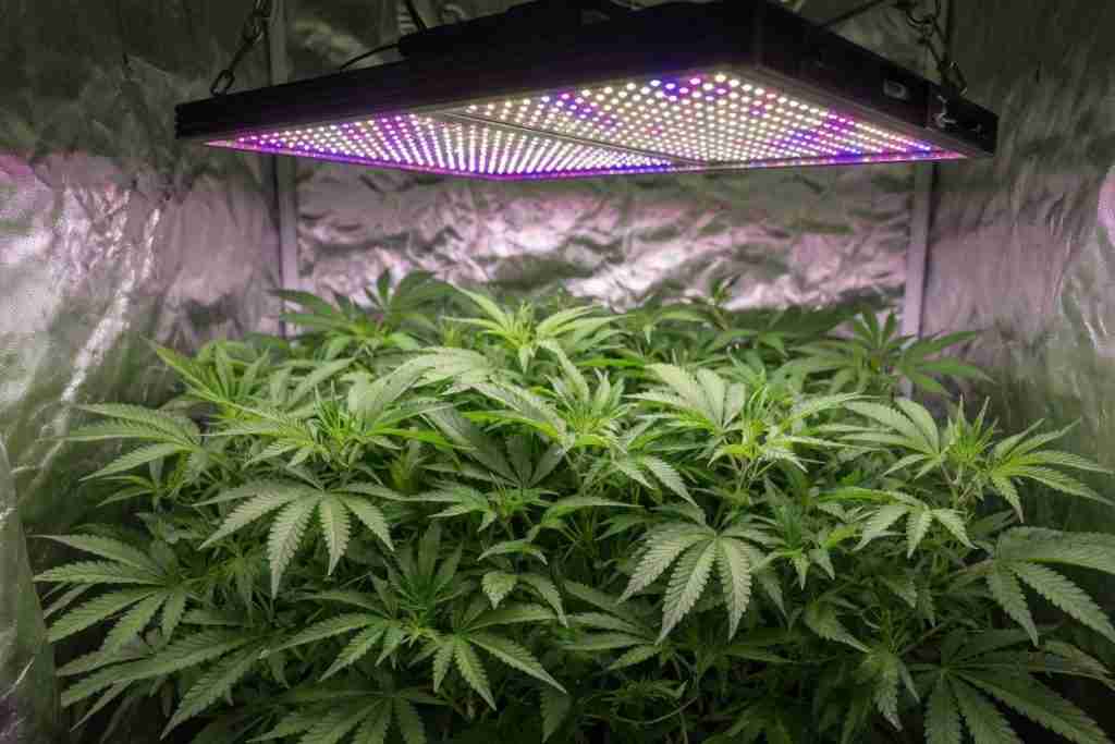 An LED grow light over a cannabis canopy