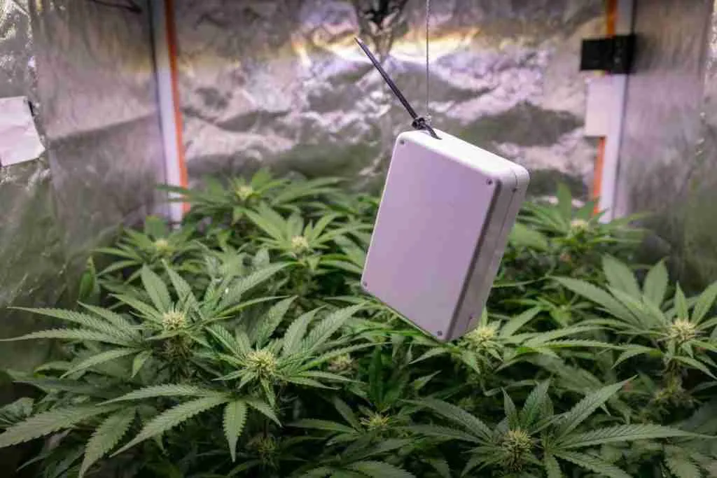 A sensor box hanging above a cannabis canopy
