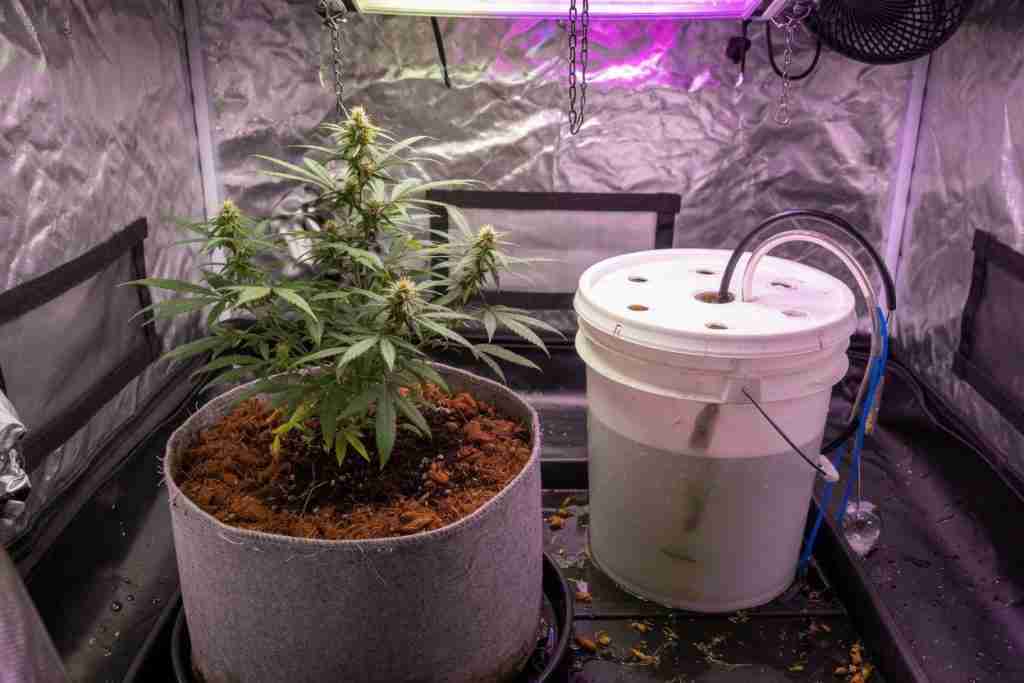 Flowering cannabis in a grey fabric pot of coco coir beside a white hydroponic bucket with air lines in a grow tent