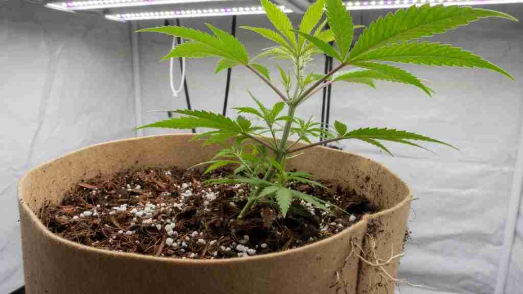 Vegetative cannabis plant in a tan fabric pot filled with coconut coir and white perlite under a white LED