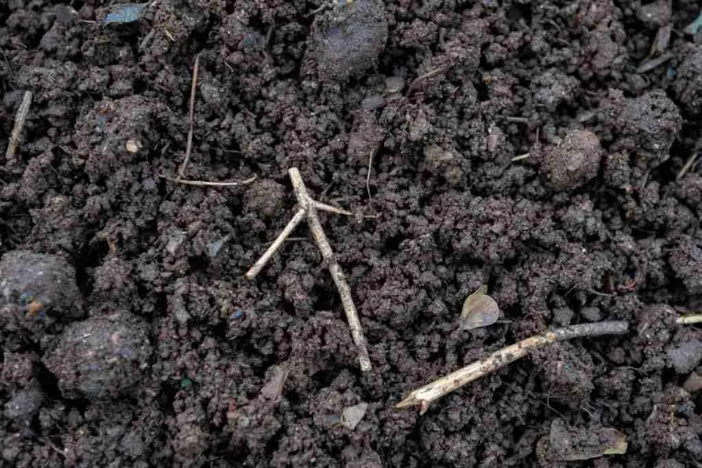 Dark crumbly compost that smells like a forest floor