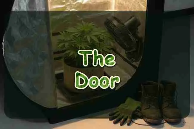 A cannabis plant inside an open grow tent
