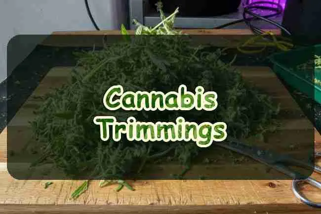 Cool Things You Can Do With Cannabis Trimmings