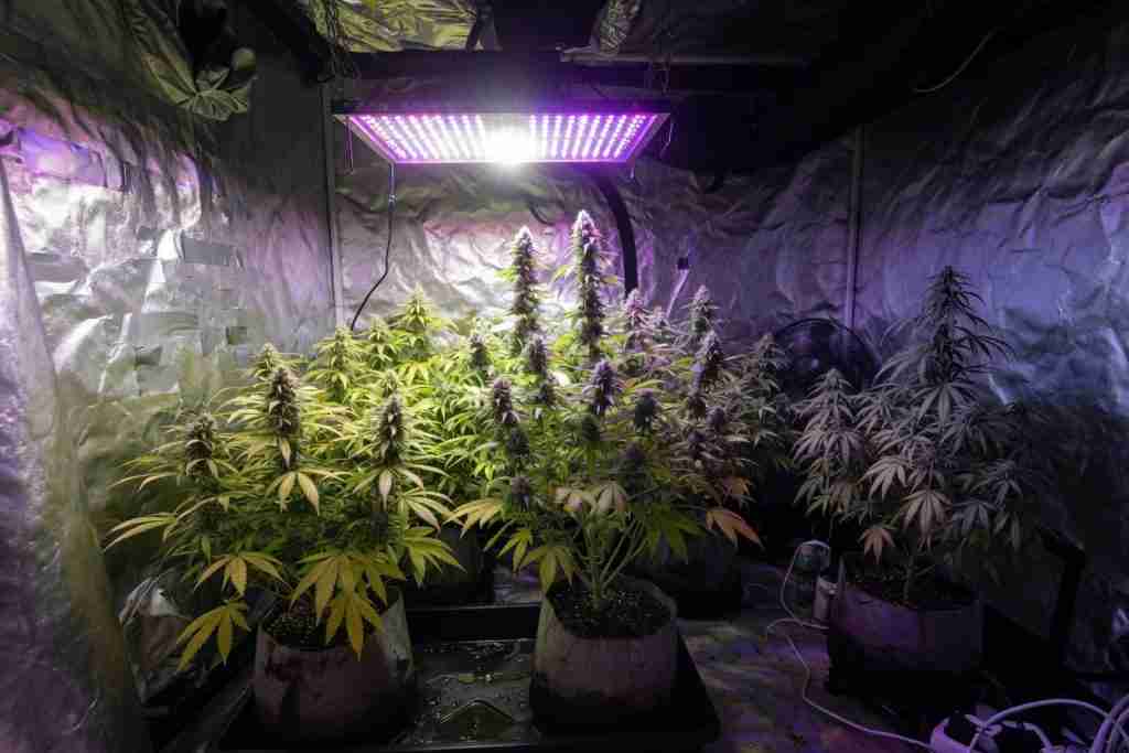 A cannabis plant left in the shadow of the grow light