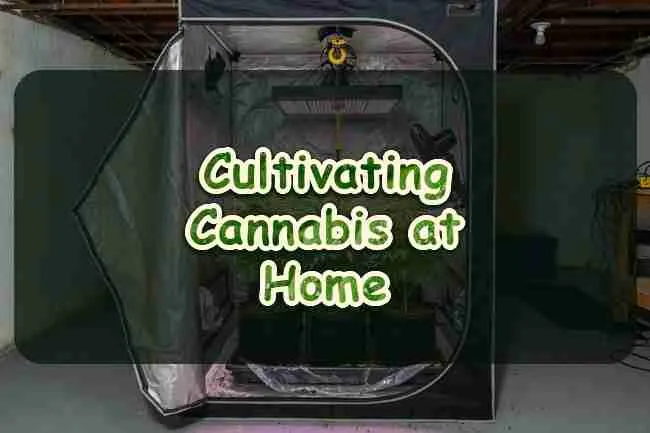 Cultivating cannabis at home yield factors