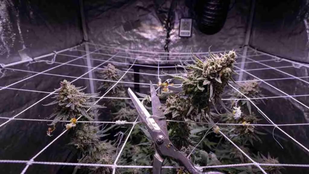 Scissors cutting a trellis net around ripe cannabis colas at harvest