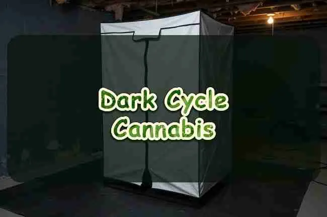 Dark Cycle Cannabis