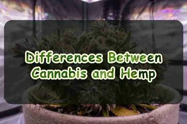 Differences between cannabis and hemp