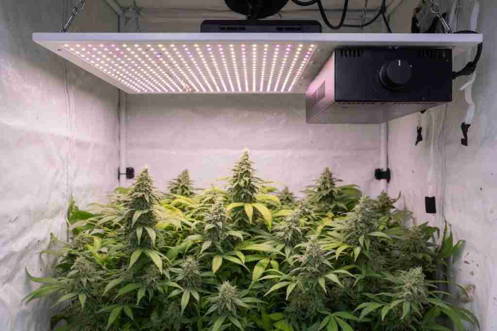 A grow light driver with a round knob over flowering cannabis