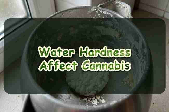 Water Hardness Affect Cannabis