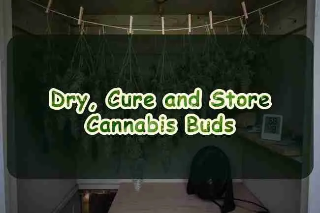 Dry, Cure, and Store Cannabis Buds