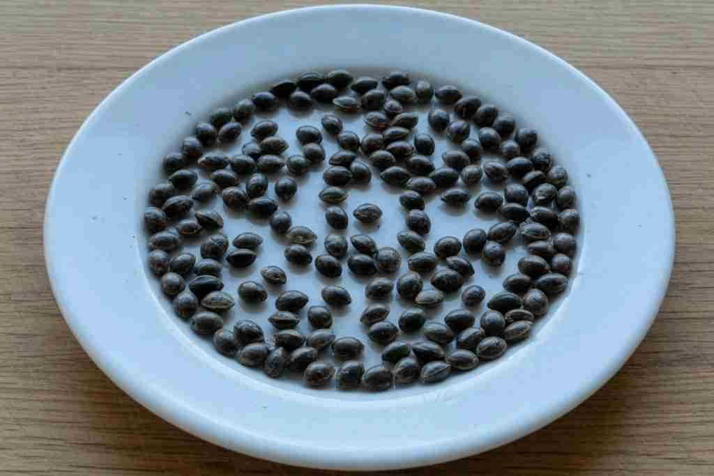 Dry cannabis seeds spread on a plate