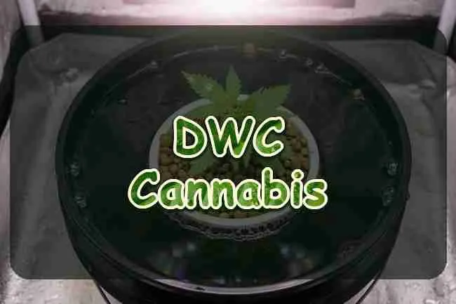 Using DWC Hydroponics to Grow Cannabis
