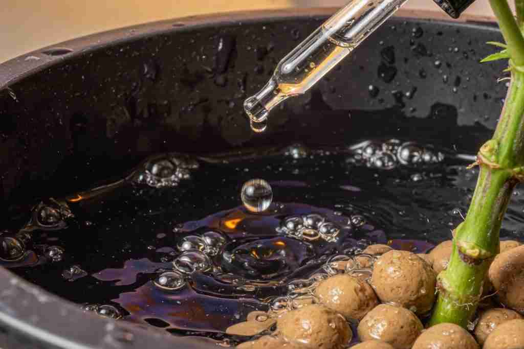A drop falling into bubbling water in a DWC bucket