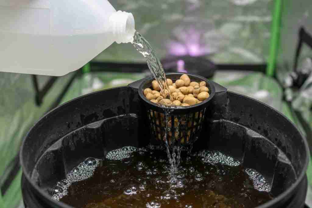 Plain water poured into a DWC bucket through the net pot