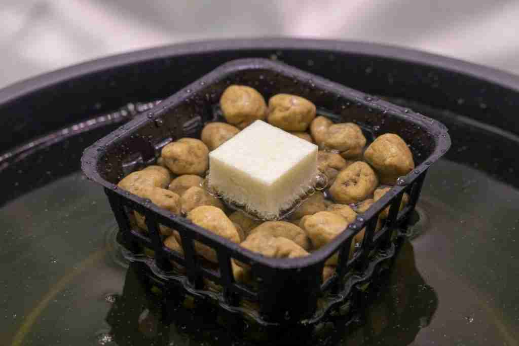 Starter cube in clay pebbles with the reservoir just wetting the cube