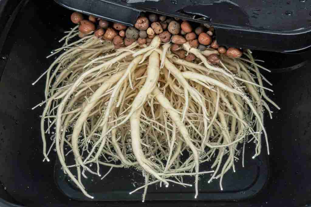 Cream-white cannabis roots hanging in bubbling reservoir water
