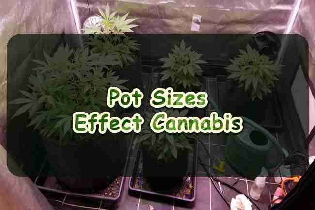 Pot Sizes Effect Cannabis Growing